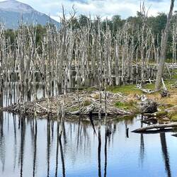 Beaver dam with beaver lodge in the middle
