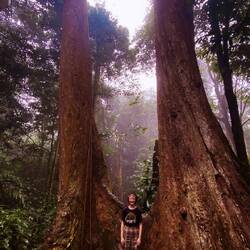 cây chò ngàn năm - 1000 year old tree