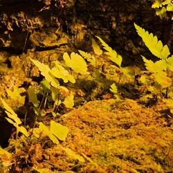 Es wächst in der Angel Cave