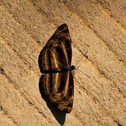 Es gibt in dieser Region extrem viele Schmetterlinge