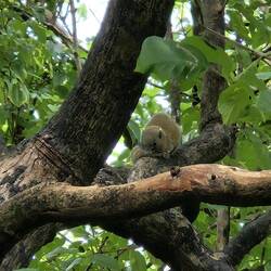 Bsuech am Morge - Graubaucheinhörnchen
