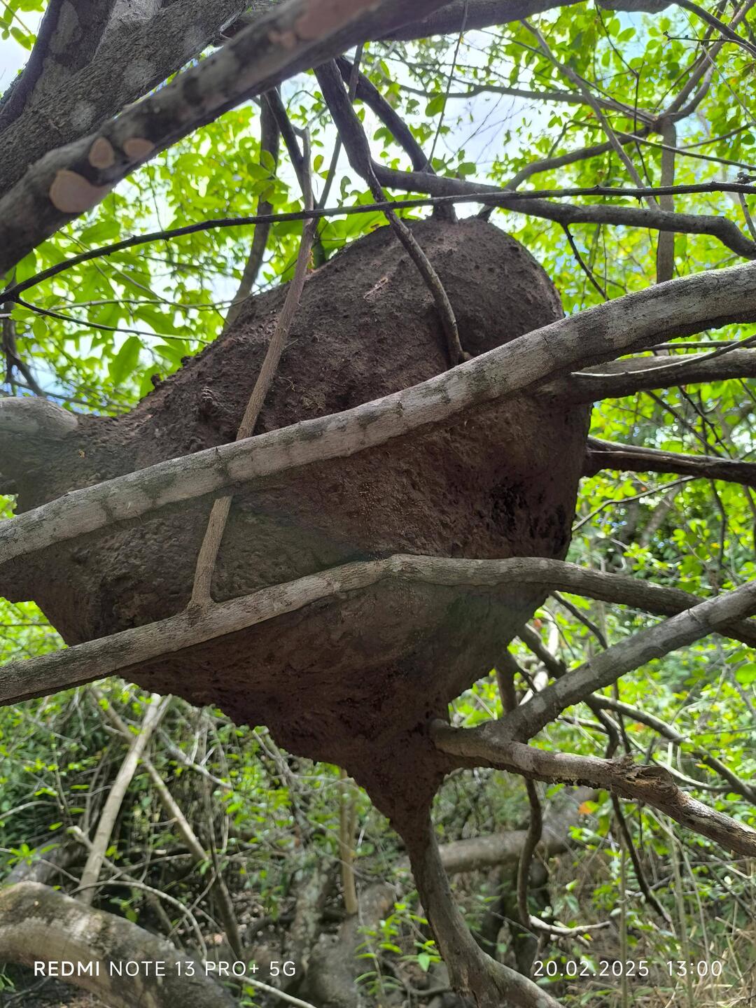 Ein großes Termitennest in den Sträuchern..