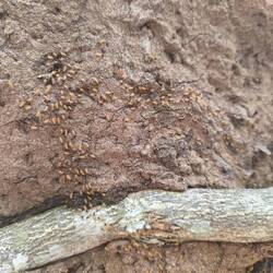 Die haben echt zu tun,..