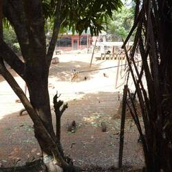 Das erste Gehege mit den jüngsten Schimpansen von vier bis acht Jahren