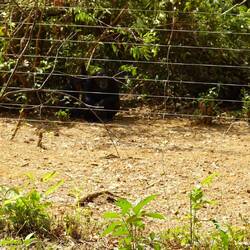 Die Älteren haben eine Fläche von 6 ha, werden nur dreimal gefüttert und verstecken sich mehr