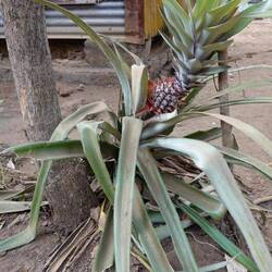 Schade, noch nicht reif