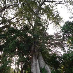 Der älteste Baum auf der Insel ist auch ein spiritueller Ort