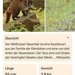 Die waren am Mistico Park zu sehen und ich war nicht sicher, was das für Tiere sind...