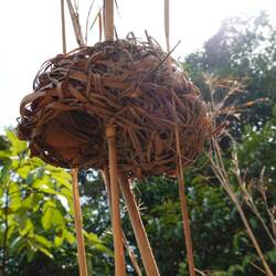 Hier gibt es mehrere Nester der Webervögel ganz nah an Grashalmen