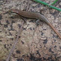 Hier rennen unzählige dieser Eidechsen herum