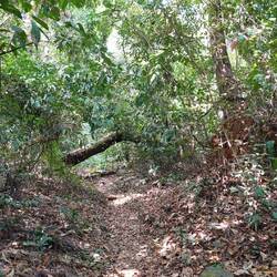 Ein schmaler Pfad schlängelt sich an verschiedenen Hindernissen vorbei - über die gesamte Insel