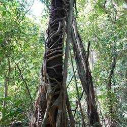 Eine imposante Würgefeige