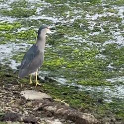 Black-crowned night heron and a gull at Bahia Encerrada — Ushuaia, Argentina.