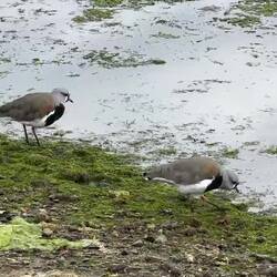 Southern lapwings at Bahia Encerrada ... — Ushuaia, Argentina.