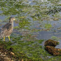 An immature black-crowned night heron @ Bahia Encerrada — Ushuaia, Argentina.