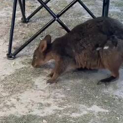 Sorgte gleich mal für Ordnung, sobald wir vermeintlich weg waren. War zum Glück nur ein Salatblatt😅