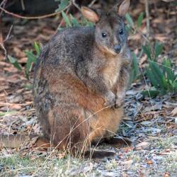 Pademelon... Noch kleiner als ein wallaby und sehr putzig