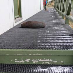 Seals reclaiming this place