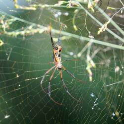 Seidenspinne 🕷