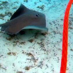 Manta Ray