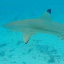 Black Tipped Reef Shark