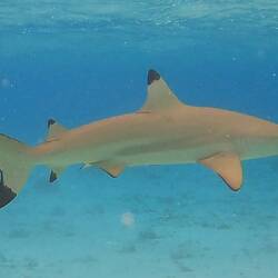 Black tipped reef shark