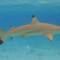 Black tipped reef shark