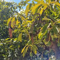 Avocados in den Bergen 🥑