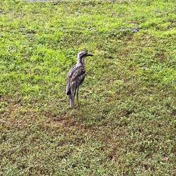 Mal ein neuer Vogel...