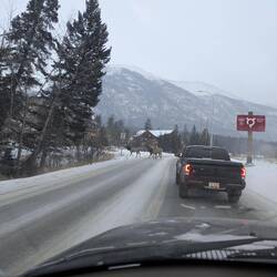 Zebrastreifen für Elche ?