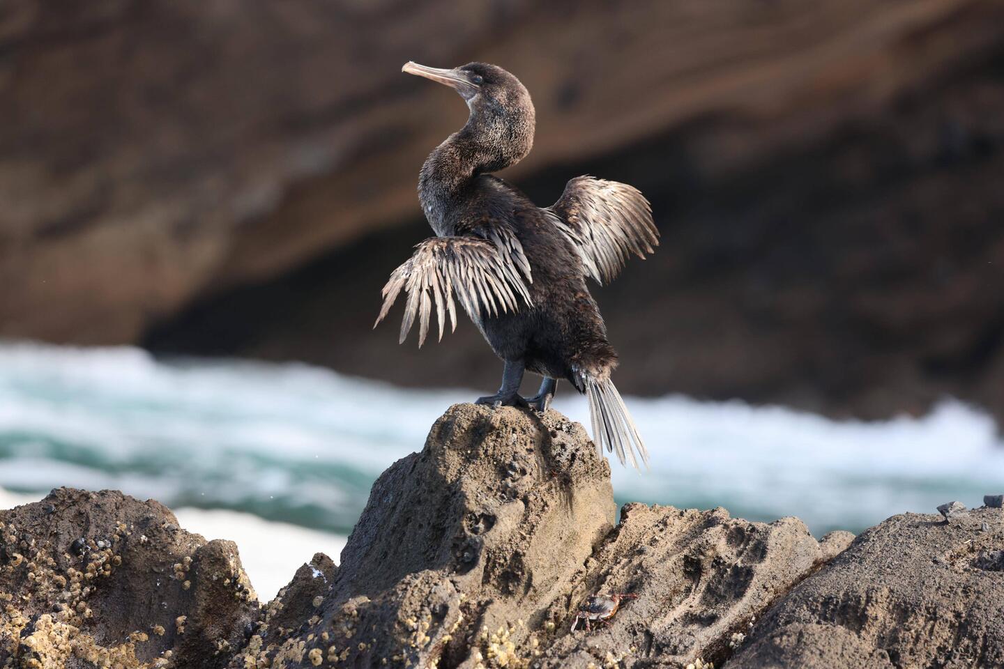 Flugunfähiger Kormoran
