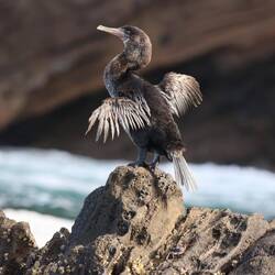 Flugunfähiger Kormoran
