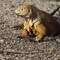 LANDECHSE (Iguana)