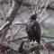 GALAPAGOS HAWK