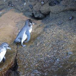 Galapagos Pinguin