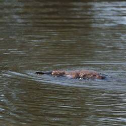Erwischt! 😀 Mit Tele und bestimmt 1000 fachem Zoom, aber immerhin erkennt man es noch.