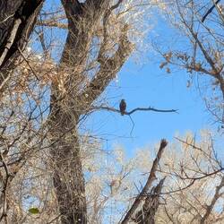 Saw this bird, either a black vulture or hawk.