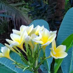 Frangipani! It must be included in the offerings!