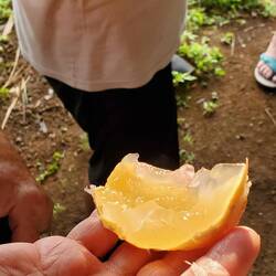 We got to try the insides. It's quite jelly like!