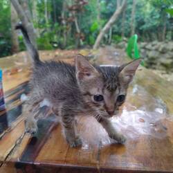 We found the little kitten in the middle road