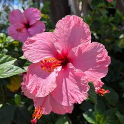 The hibiscus are huge and everywhere