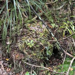 8 und 3 Jahre alte Bäumchen