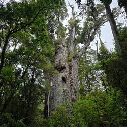 Te Matua Ngahere: Der älteste Kauri der Welt und der zweitgrößte