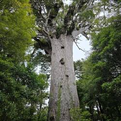 Tane Mahuta: Der größte Kauri der Welt und der zweitälteste