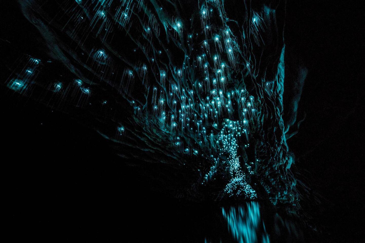 Incorrectly they call these glow worms, but it's the main reason to go on this experience