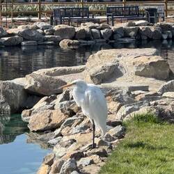 Heron- how did he find the new pond