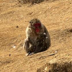 Affe im Schnee 🐒🙈