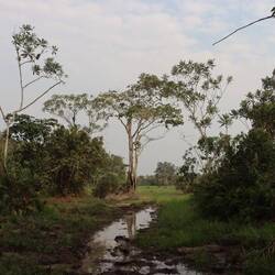 Wir laufen am Morgen durch den Urwald...