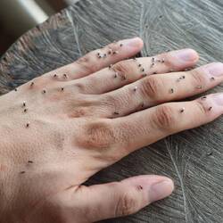 Leider gibt es heute unzählige Schwarzfliegen, die jedes Stück Haut sofort attackieren