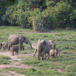 Die Dzanga Bai ist auch heute voll von Elefanten